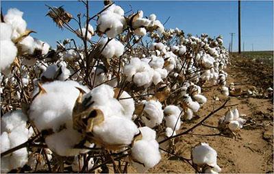  Zimbabwe expects cotton output to rise to 110,000 kg